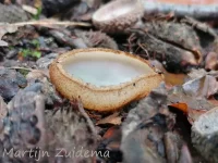 Kleine bruine bekerzwam [Humaria hemisphaerica]